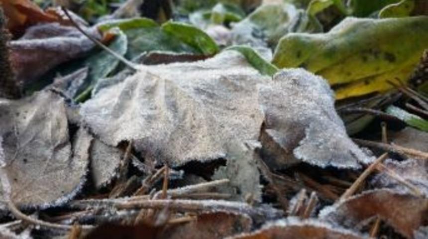 G&uuml;m&uuml;şhane Sıfırın Altında