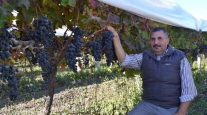 Bakır &Uuml;z&uuml;mde Sarıg&ouml;l'&uuml; &Ouml;rnek Alıyor