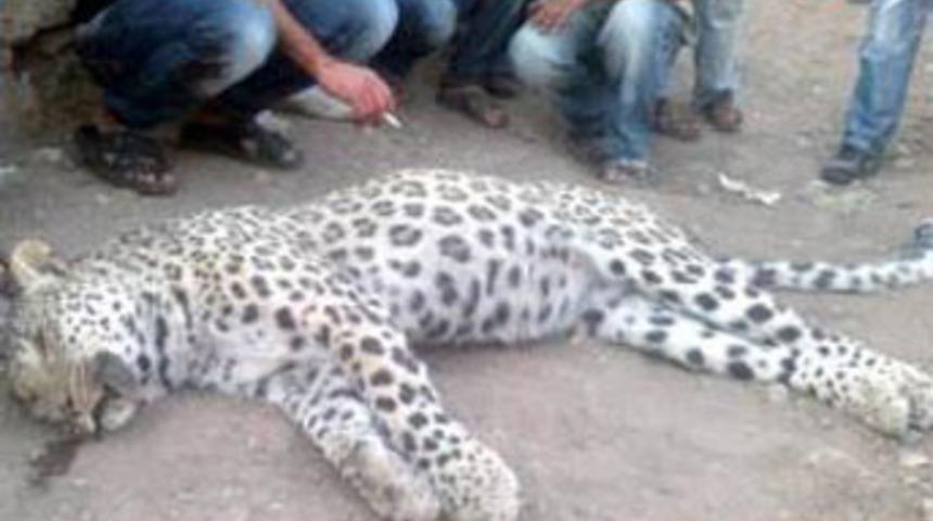 &Ccedil;obanların &ouml;ld&uuml;rd&uuml;ğ&uuml; hayvan 'İran Parsı'ymış