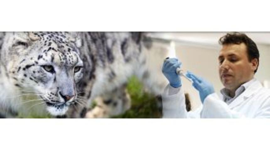 &Ouml;ld&uuml;r&uuml;len Leopar, İran Parsı &Ccedil;ıktı