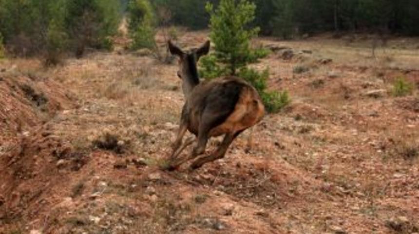 G&uuml;m&uuml;şhane'de Kızıl Geyikler Doğaya Salındı