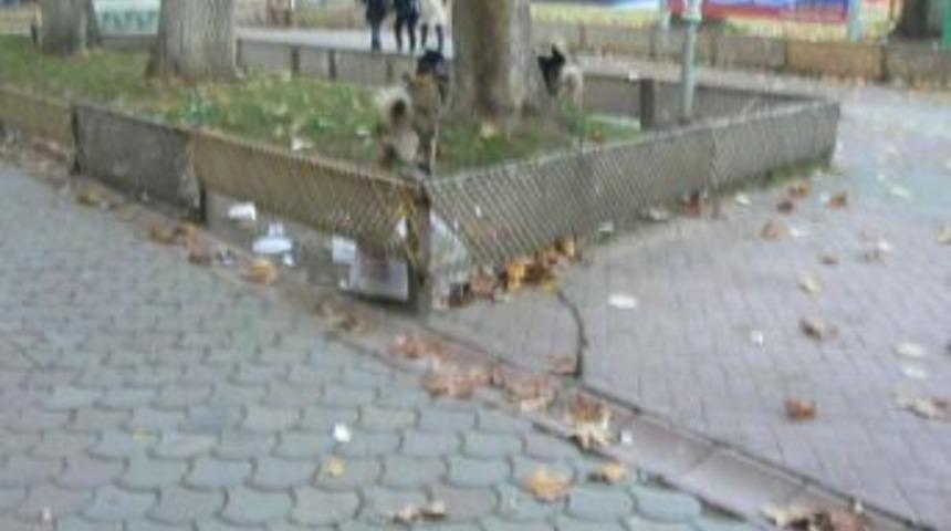 Hendek'te k&ouml;pek s&uuml;r&uuml;leri korkutuyor