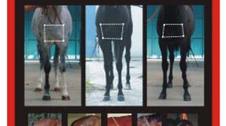 Atların Başarı Sırlarını Araştırdı, Kitap Yazdı