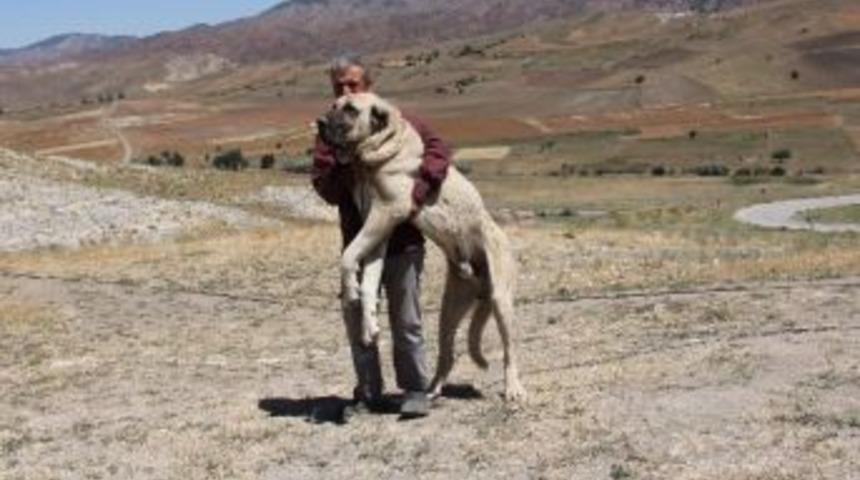 Yanına Yaklaşmak Y&uuml;rek İster