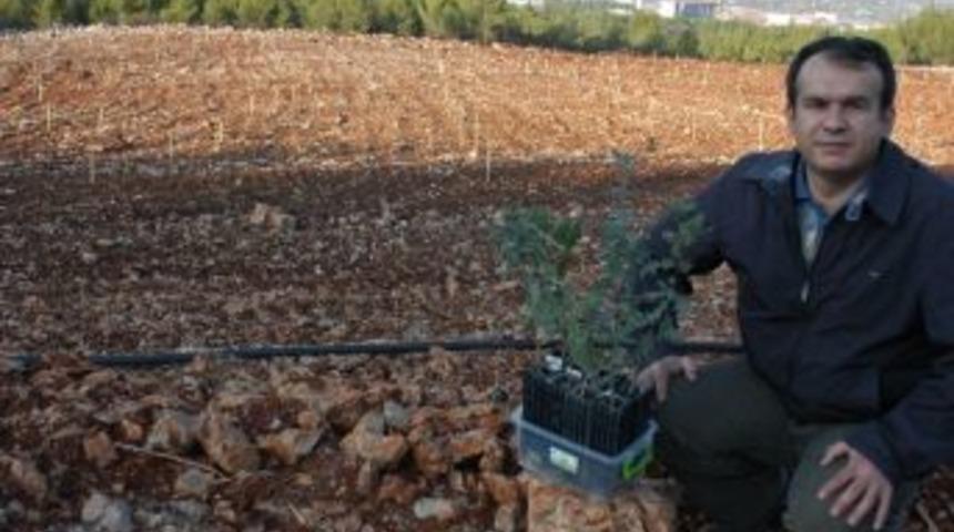 Muğla Tr&uuml;f Mantarı Merkezi Oldu