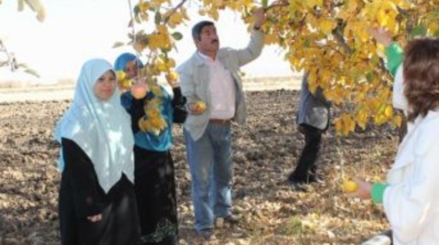 Organik Tarım, K&ouml;ye Turist Getirdi
