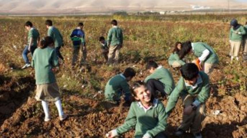 &Ouml;ğrenciler, Bu Sefer Eğitim I&ccedil;in Pamuk Tarlasına Gitti