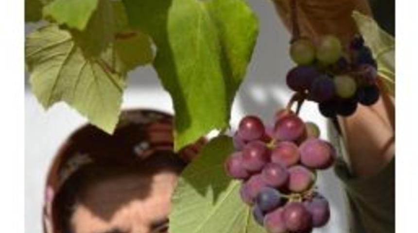 Kasım Ayında &Uuml;z&uuml;m Verdi