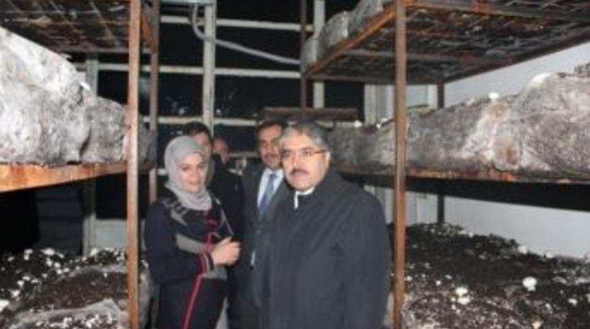 Vali &Ccedil;ınar'dan Girişimci Kadın &Ccedil;ift&ccedil;ilere Ziyaret