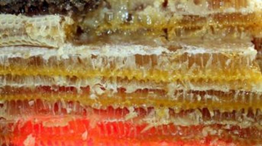 Ordu, 100 &Uuml;lkeyi Geride Bıraktı