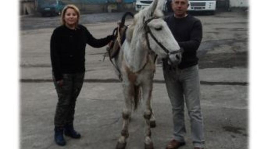 &Ccedil;&ouml;p&ccedil;&uuml; Katırlar Sağlık Kontrol&uuml;nden Ge&ccedil;ti