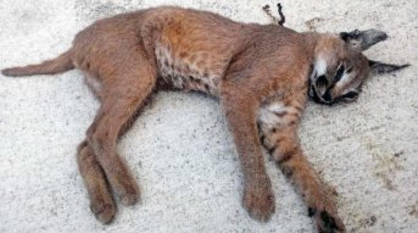 Nesli Koruma Altındaki Karakulak &Ouml;l&uuml; Bulundu