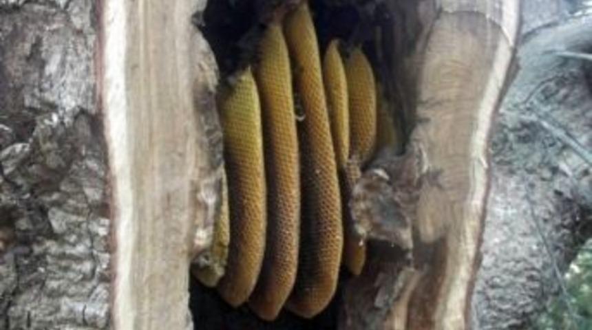 Bozyazı'da Meşe Ağacının Gövdesinde Bal Bulundu