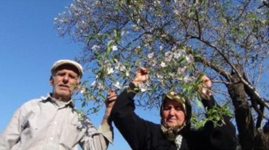 Kasım Ayında &Ccedil;i&ccedil;ek A&ccedil;an Badem Ağacı G&ouml;renleri Şaşırttı