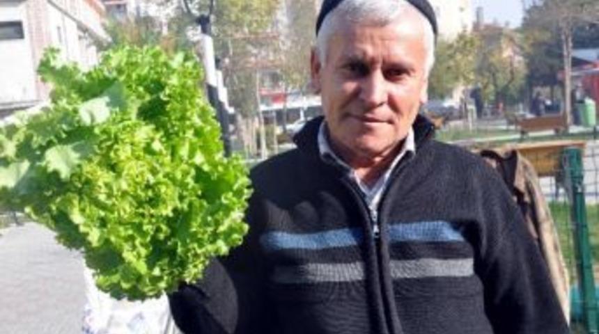 (&ouml;zel Haber) İstanbul'da Cep Yakan Sebzeler Balıkesir'de Sudan Ucuz