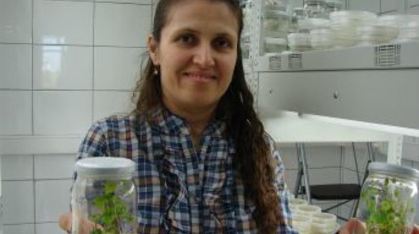 Tohum Artık 20 Değil, 2 Yılda Islah Ediliyor