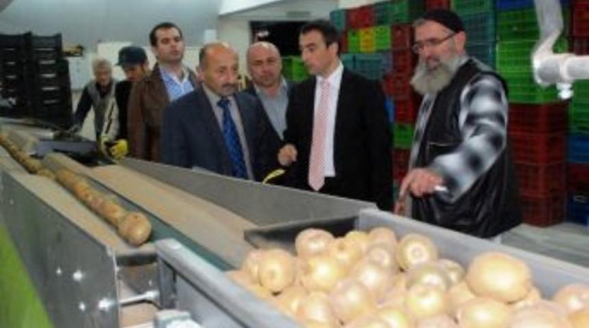 Of&rsquo;ta Kivi Hasadı Zamanı