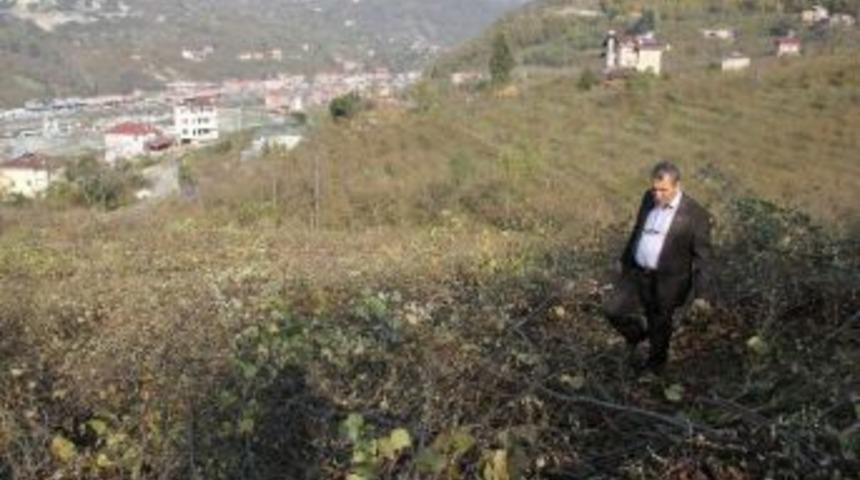 Yaşlı Fındık Bah&ccedil;eleri Verim Ve Kaliteyi Arttırmak İ&ccedil;in S&ouml;k&uuml;l&uuml;yor