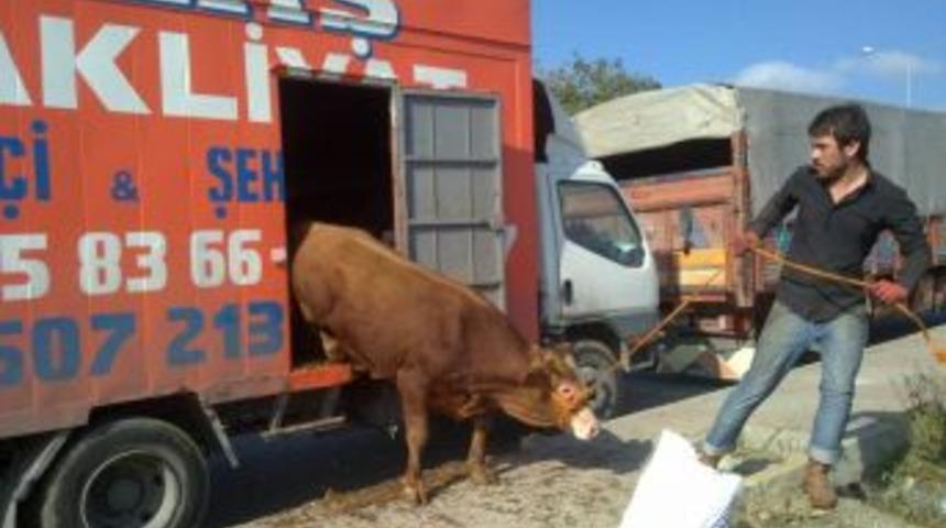 8 Saati Aşan Sevkıyat I&ccedil;in Hayvanlara &Ouml;zel Dinlenme Tesisleri Kurulacak