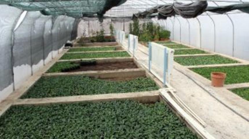 Park Ve Bahçeler 20 Bin Çiçek Dikti