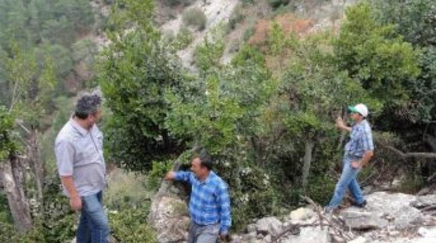 Mersin&rsquo;in 42 Bin Ton Defne Serveti Var