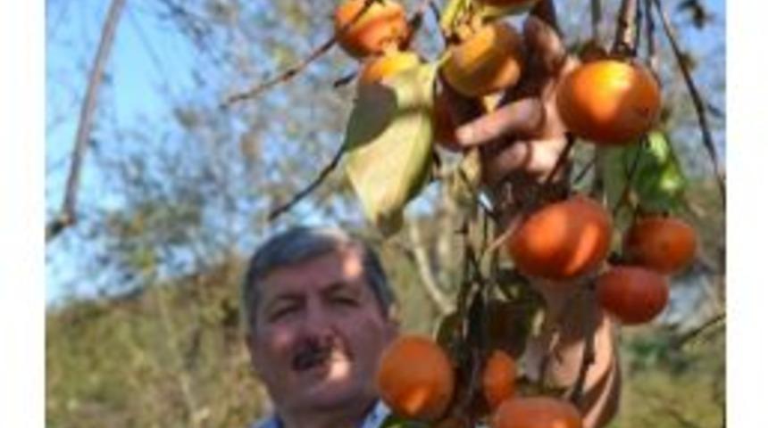 Ordu&rsquo;da Cennet Hurması Bereketi Yaşanıyor