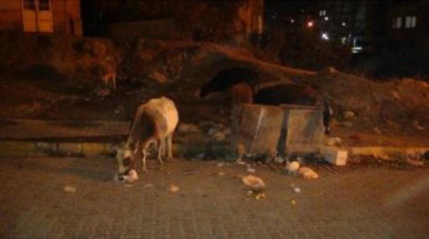 Şırnak&rsquo;ta Gece Mesaisine &Ccedil;ıkan İnekler Trafiği Olumsuz Etkiliyor