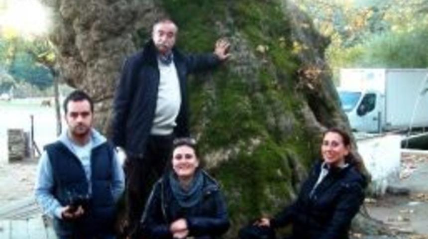 Kaz Dağları&rsquo;ndaki Dev &Ccedil;ınarlar İlgi Odağı Oldu