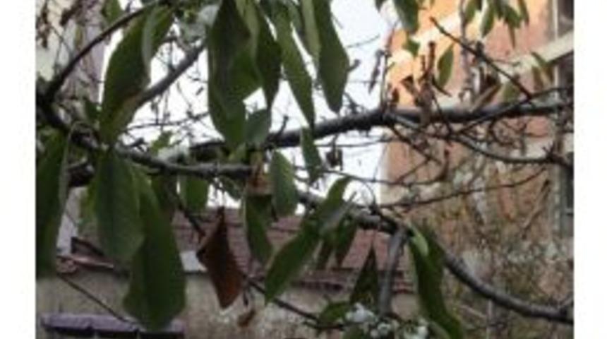 Kirazlar Kışın &Ccedil;i&ccedil;ek A&ccedil;tı