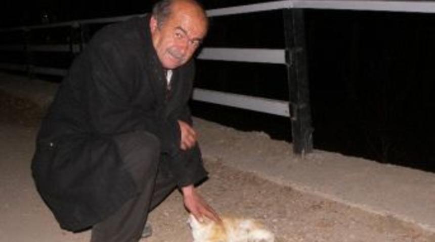 Dereye D&uuml;şen Kediyi Suya Girerek Kurtardı