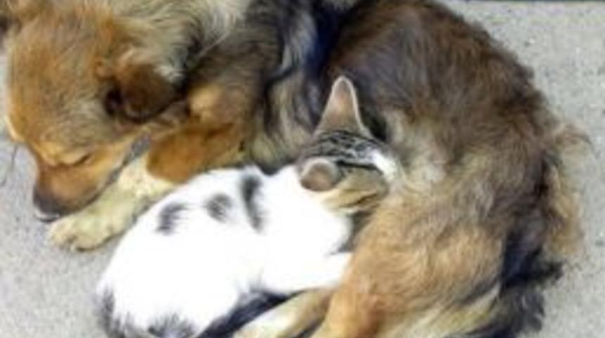 Minik Kedi, K&ouml;peği Annesi Zannediyor