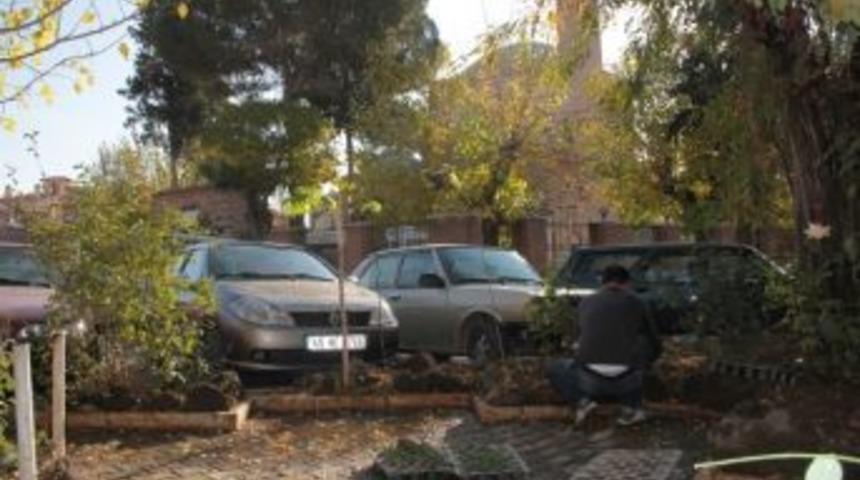 Kış Mevsimi Geldi; Kula Menekşelerle Buluştu