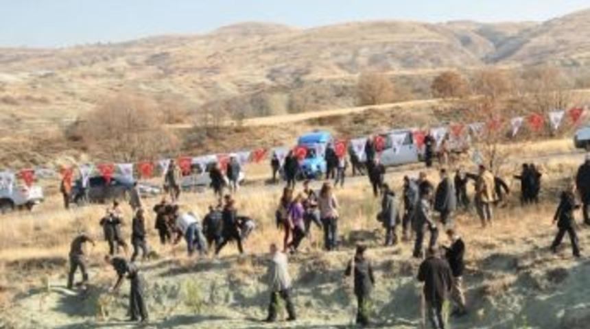 Ke&ccedil;i&ouml;ren'de Fidan Dikimi