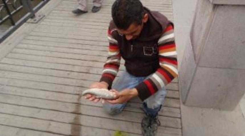 Asi Nehrinde Balık &Ouml;l&uuml;mleri