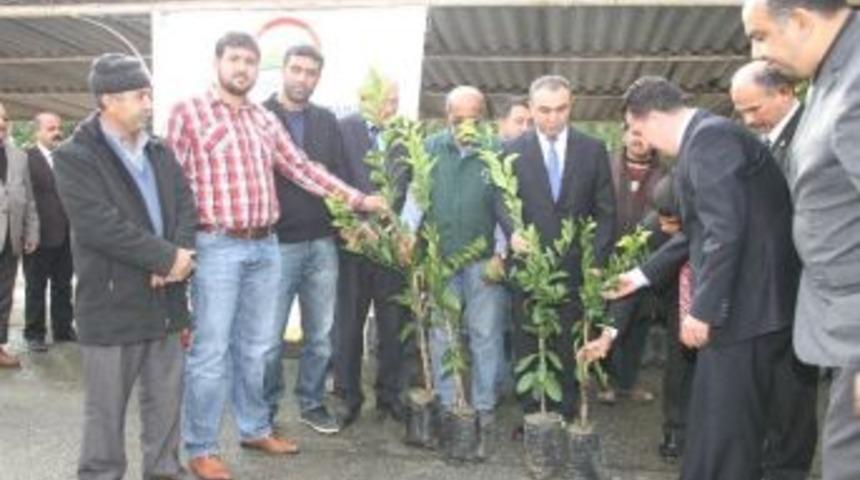 D&ouml;rtyol&rsquo;da &Uuml;reticiye Narenciye Fidanı Dağıtıldı