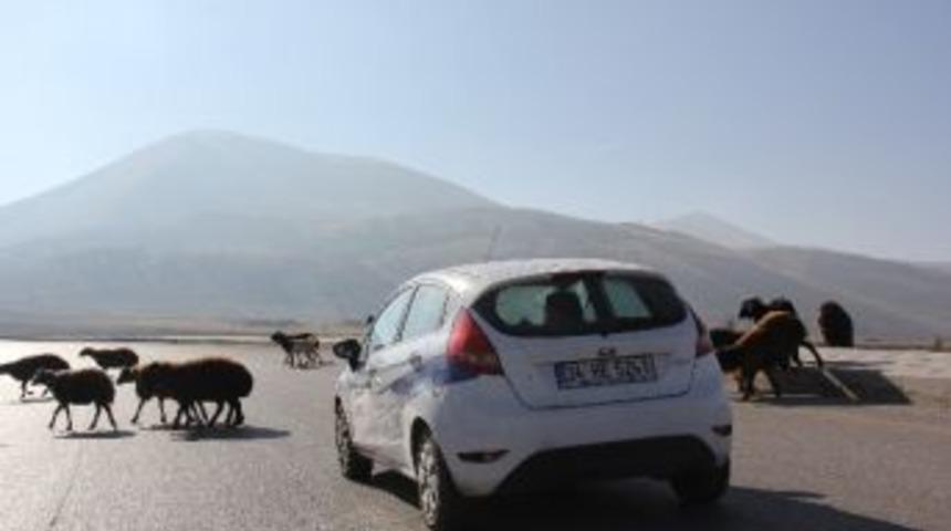 Başıboş Koyun Sürüsü Sürücülere Zor Anlar Yaşatıyor