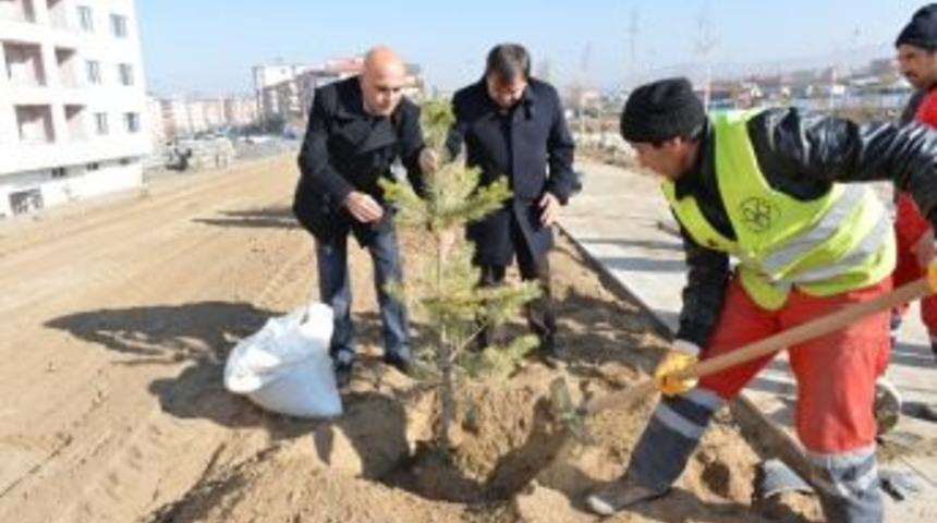 Ali Korkut, Ağa&ccedil; Dikti