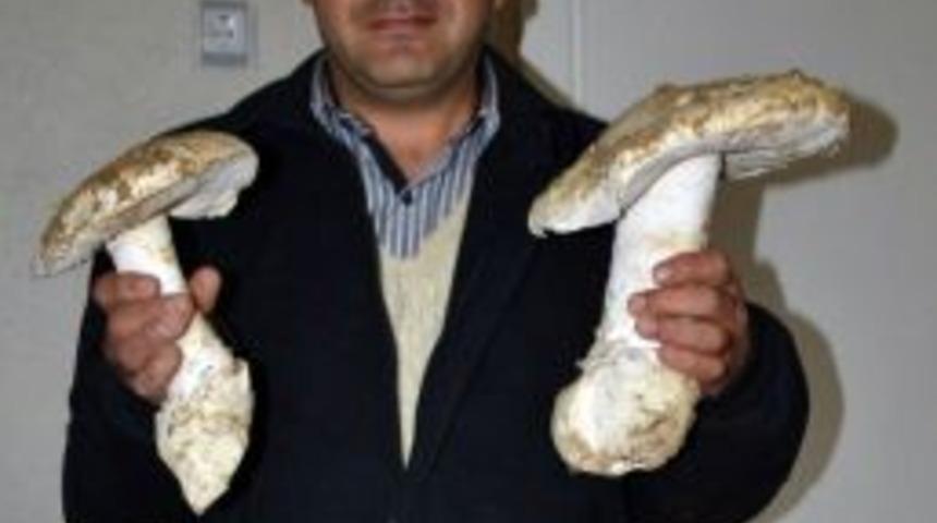 Denizli'de Dev Mantar Bulundu