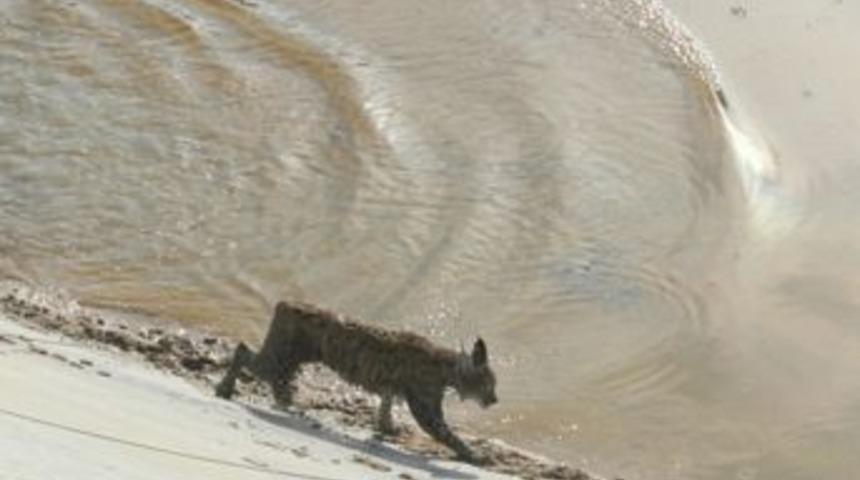 Havuzda Mahsur Kalan Anadolu Vaşağı Kurtarıldı