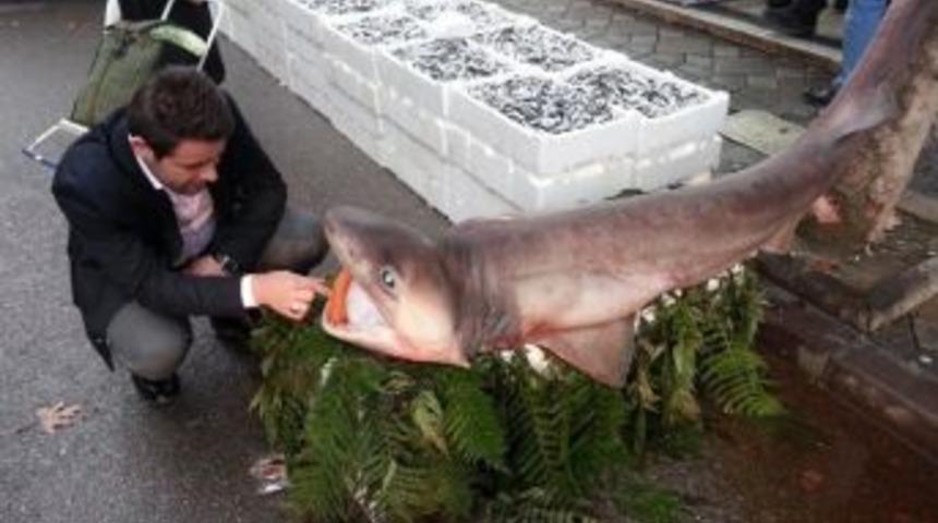 Satışların Artması İ&ccedil;in K&ouml;pek Balığı Satın Aldı