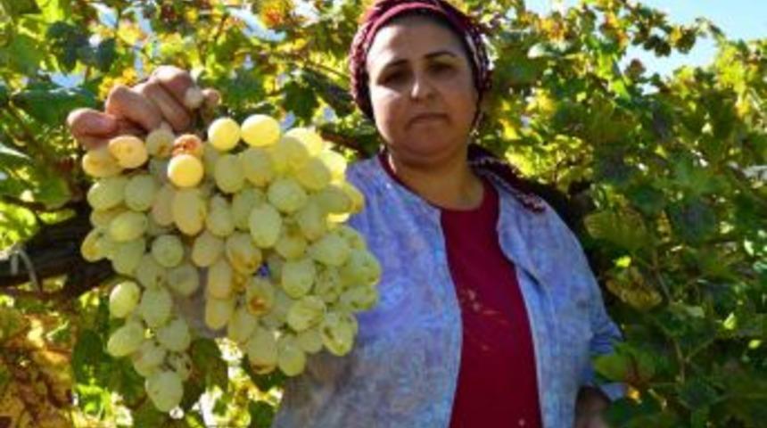 &Uuml;z&uuml;m Dalında Kaldı