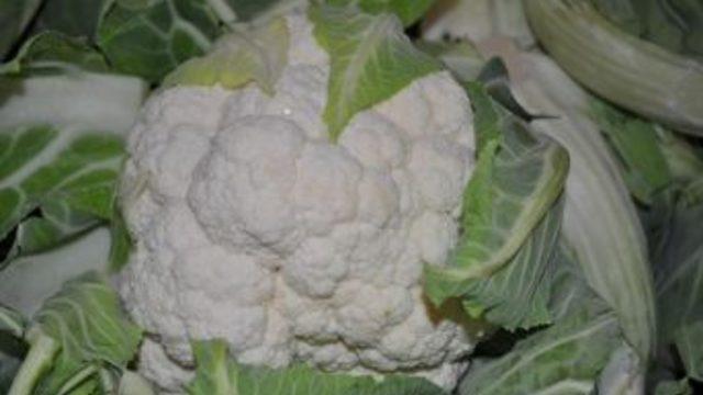 Bafra'da Karnabahar Ve Beyaz Lahana Üretimi