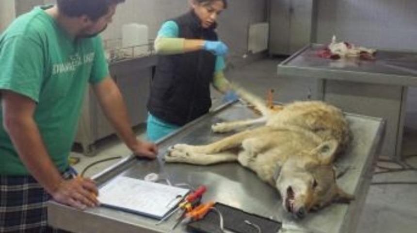 Dişi kurt Asena&rsquo;yı vurdular