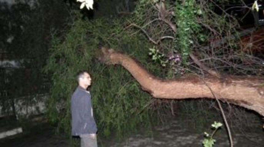 Didim&rsquo;de R&uuml;zgar Ağa&ccedil; Devirdi