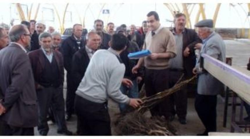 &Ccedil;ift&ccedil;ilere 2 Bin 950 Adet Sertifikalı Ceviz Fidanı Dağıtıldı