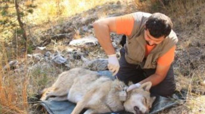 (&ouml;zel Haber) Kurtlardan Son Mesaj