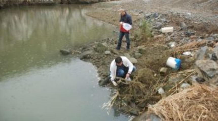 Oksijensiz Kalan Birlerce Balık Telef Oldu
