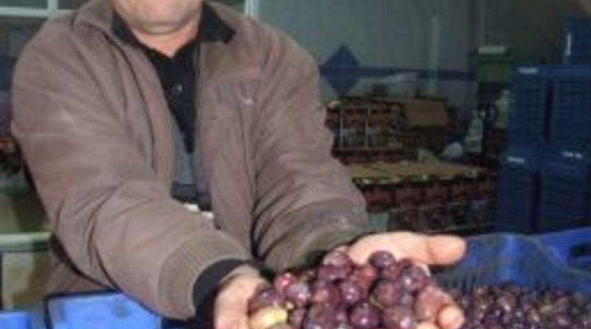 &ldquo;eşek&rdquo; Zeytini Zam Şampiyonu