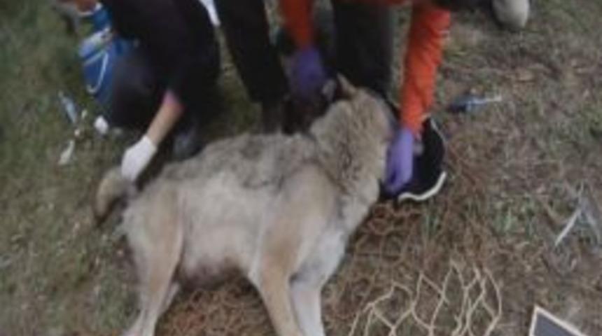 Kars&rsquo;ta Kurtlar Kuzey Doğa Derneği Tarafından İzleniyor
