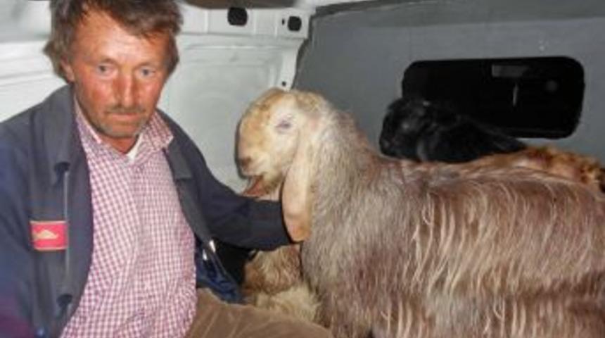 Koyun-Ke&ccedil;i Birliği&rsquo;nden Damızlık Teke Desteği